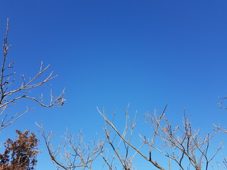 branches against blue sky