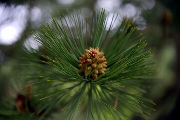 Naklejka na ściany i meble Front view of a young pine cone growing on its pine branch, with bokeh effect background