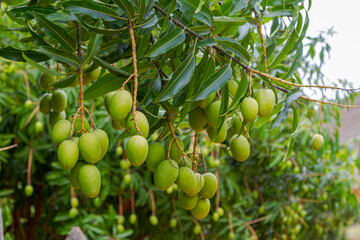 Detail of mango in Brazilian backyard tree