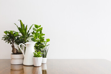 Houseplants in flowerpots on a table with wall background.