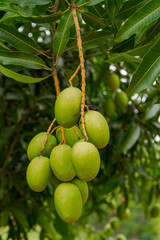 Detail of mango in Brazilian backyard tree