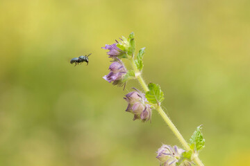 bee on a flower
