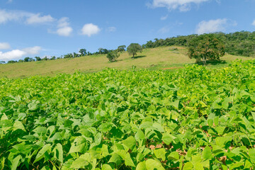 Bean crop in a rural area of Guarani, state of Minas Gerais, Brazil