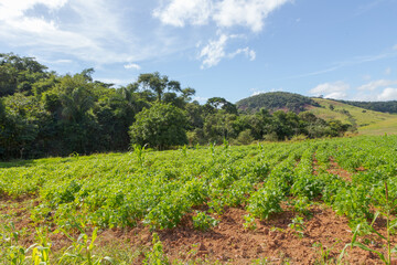 Fototapeta na wymiar Bean crop in a rural area of Guarani, state of Minas Gerais, Brazil
