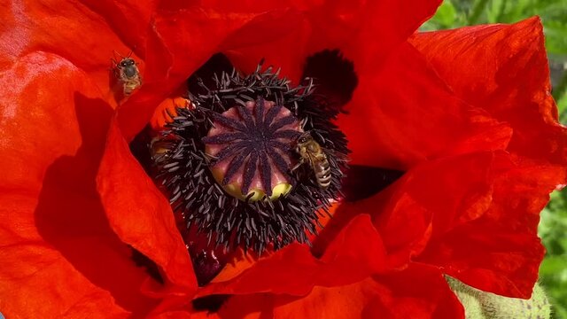 Red oriental poppy in a traditional perennial garden or cottage garden swaying in the breeze being visited by working honey bees.