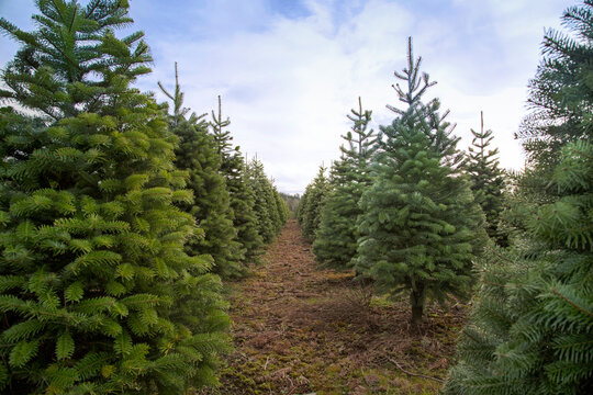 An eyelevel view down a row of green Douglas fir Christmas trees under a clouded blue sky