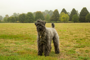 An isolated 3/4  side view of a Kerry Blue Terrier standing looking toward the camera in a grassy field with trees in background on a foggy day