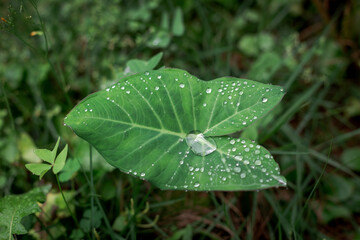 Detail of taioba leaf with dew drops in vegetable garden of Brazilian house