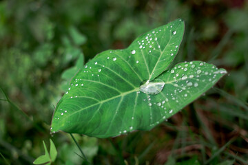 Detail of taioba leaf with dew drops in vegetable garden of Brazilian house