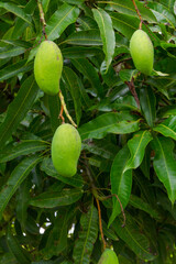 Detail of mango in Brazilian backyard tree