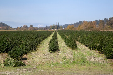 A wide angle view of rows of low growing marijuana 