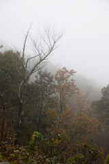 Mountain with a low cloud in the morning