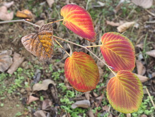 紅葉したヒュウガミズキの葉