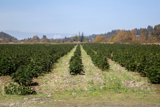 A Wide Angle View Of Rows Of Low Growing Marijuana 