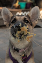 German Shepard Puppy with Peanut Butter 