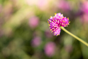 The background image of the colorful flowers