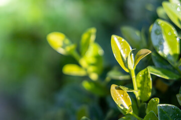 Close Up green leaf under sunlight in the garden. Natural background with copy space.