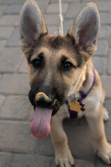 German Shepard Puppy with Peanut Butter 