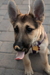 German Shepard Puppy with Peanut Butter 