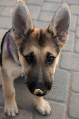 German Shepard Puppy with Peanut Butter 