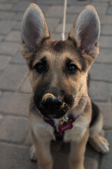 German Shepard Puppy with Peanut Butter 