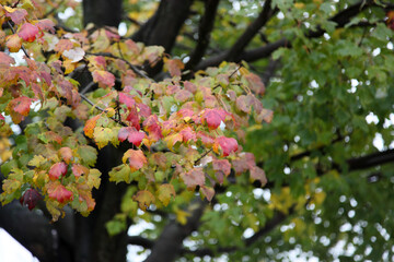 Autumn leaves in the fall