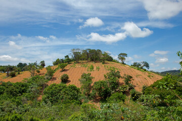 Obraz premium Detail of Atlantic Forest area cleared for agricultural planting in Guarani, Minas Gerais state, Brazil