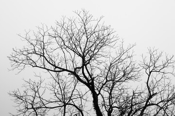 Fototapeta na wymiar Tree limbs against the sky for a pattern