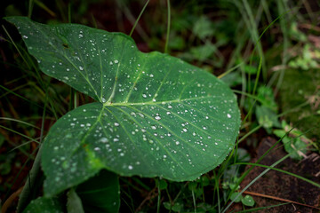 Detail of taioba leaf with dew drops in vegetable garden of Brazilian house
