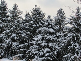 snow covered pine trees