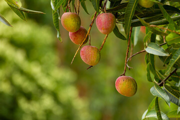 Detail of mango in Brazilian backyard tree