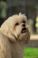 Dogs, primates, birds and flowers.