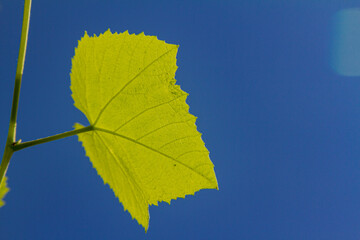 Detail of grape vine leaf in Brazilian backyard