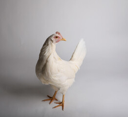 White Leghorn hen on plain background