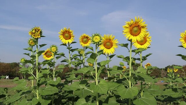 Sunflower yellow blooming on green leaves with bees flying blown by the little wind in sunflower field isolated on blue sky background closeup.