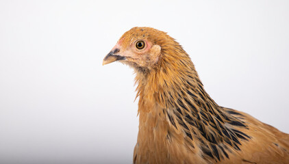chicken isolated on white background Brahma