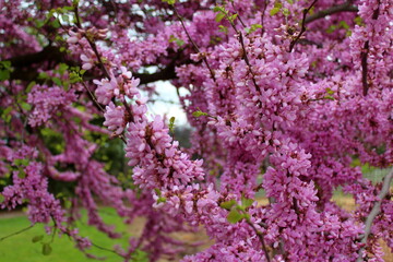 Obraz premium flowers on a tree