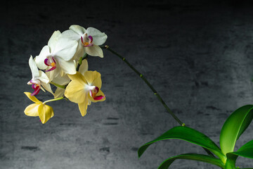 Yellow orchid phalaenopsis close-up on gray background. Tropical flowers. Place for text. Photo for spa salon