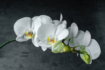 Fototapeta na wymiar White orchid phalaenopsis close-up on gray background. Tropical flowers. Place for text. Photo for spa salon