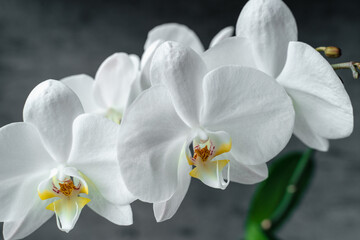 Fototapeta na wymiar White orchid phalaenopsis close-up on gray background. Tropical flowers. Place for text. Photo for spa salon