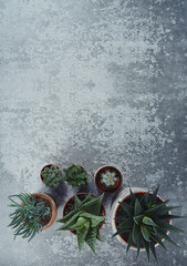 beautiful succulents on cement background