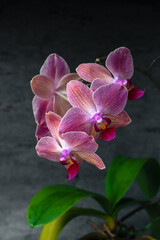 Purple orchid phalaenopsis close-up on gray background. Tropical flowers. Place for text. Photo for spa salon