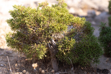 Natural bonsai on the rocks of Cyprus. From yamadori juniper.
