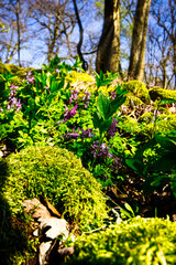 Mos und Blumen im Frühling