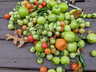 Homegrown Tomatoesin a pile