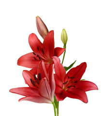 Beautiful Lily flower isolate on white 