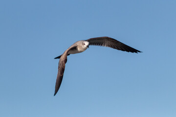 Gaviota volando en el cielo