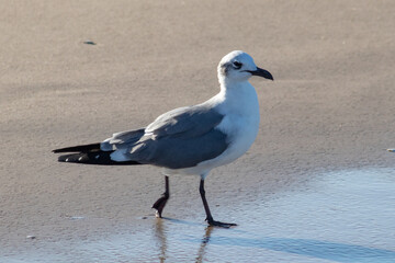 Gaviota caminando en la orilla del mar