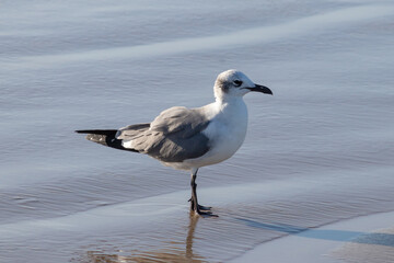 Gaviota parada a la orilla del mar sobre arena mojada