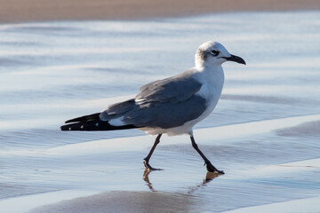 Gaviota caminando a la orilla del mar sobre arena mojada